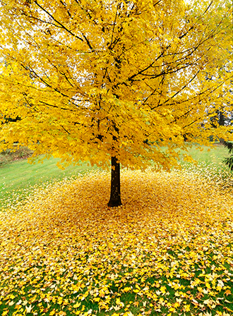 arbol amarillo